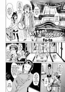 kittens-are-so-docile